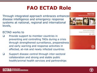 Role of FAO-ECTAD in transboundary disease surveillance and control with special reference to ASF