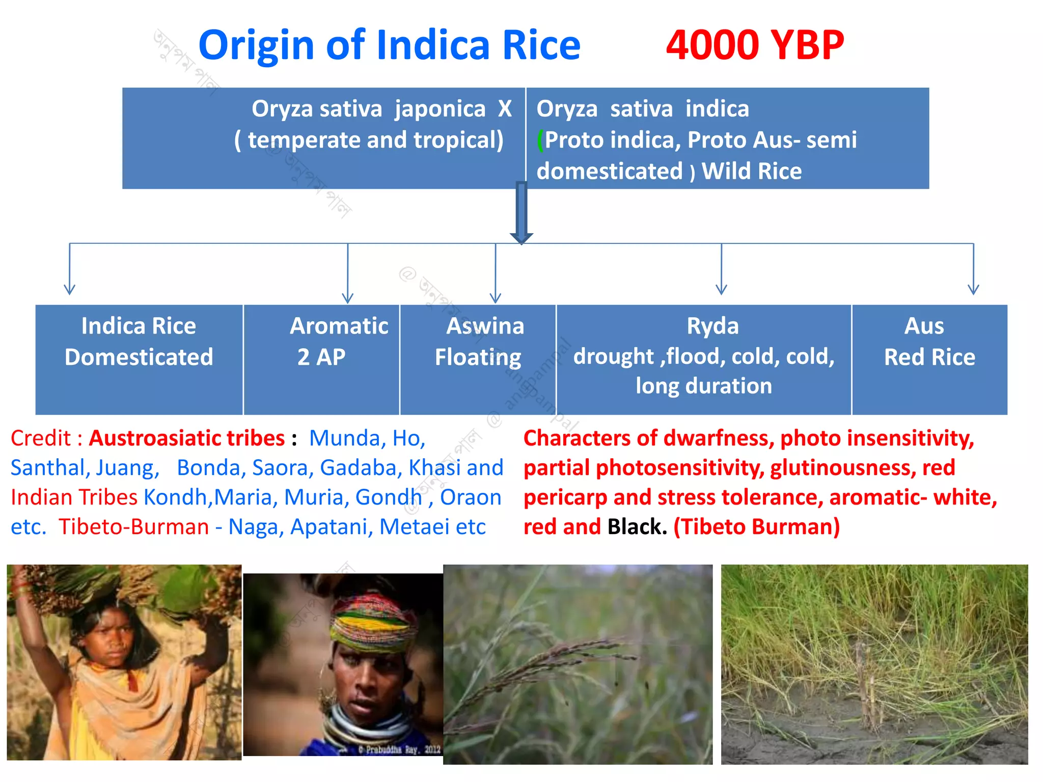 Role of folk crops in n Sustainable Agriculture | PPTX
