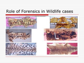 Role of Forensics in Wildlife cases
 