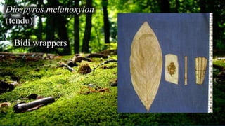 Diospyros melanoxylon
(tendu)
Bidi wrappers
 