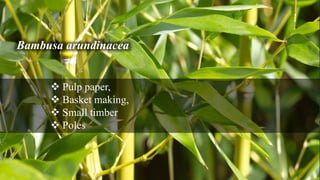 Bambusa arundinacea
 Pulp paper,
 Basket making,
 Small timber
 Poles
 