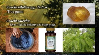 Acacia nilotica spp. Indica
True gums
Acacia catechu
Dyes - Textile industry and many other.
 
