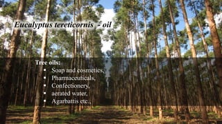 Eucalyptus tereticornis - oil
Tree oils:
 Soap and cosmetics,
 Pharmaceuticals,
 Confectionery,
 aerated water,
 Agarbattis etc.,
 