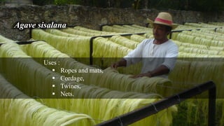 Agave sisalana
Uses :
 Ropes and mats,
 Cordage,
 Twines,
 Nets.
 