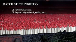 MATCH STICK INDUSTRY
 Ailanthus excelsa,
 Populus nigra (black poplar), etc.
 