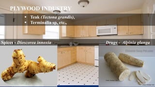 PLYWOOD INDUSTRY
 Teak (Tectona grandis),
 Terminalia sp, etc.,
Spices - Dioscorea innoxia Drugs - Alpinia glanga
 