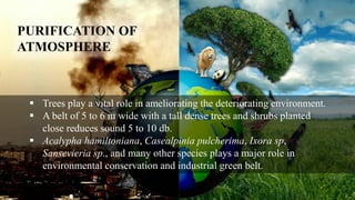 PURIFICATION OF
ATMOSPHERE
 Trees play a vital role in ameliorating the deteriorating environment.
 A belt of 5 to 6 m wide with a tall dense trees and shrubs planted
close reduces sound 5 to 10 db.
 Acalypha hamiltoniana, Casealpinia pulcherima, Ixora sp,
Sansevieria sp., and many other species plays a major role in
environmental conservation and industrial green belt.
 