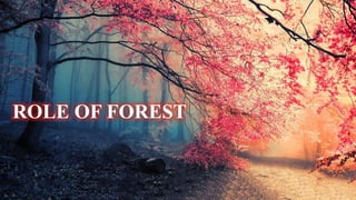 ROLE OF FOREST
 