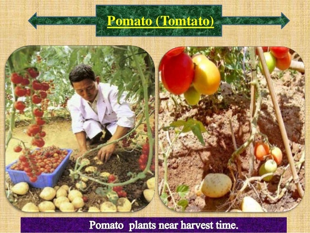 Vegetable Grafting