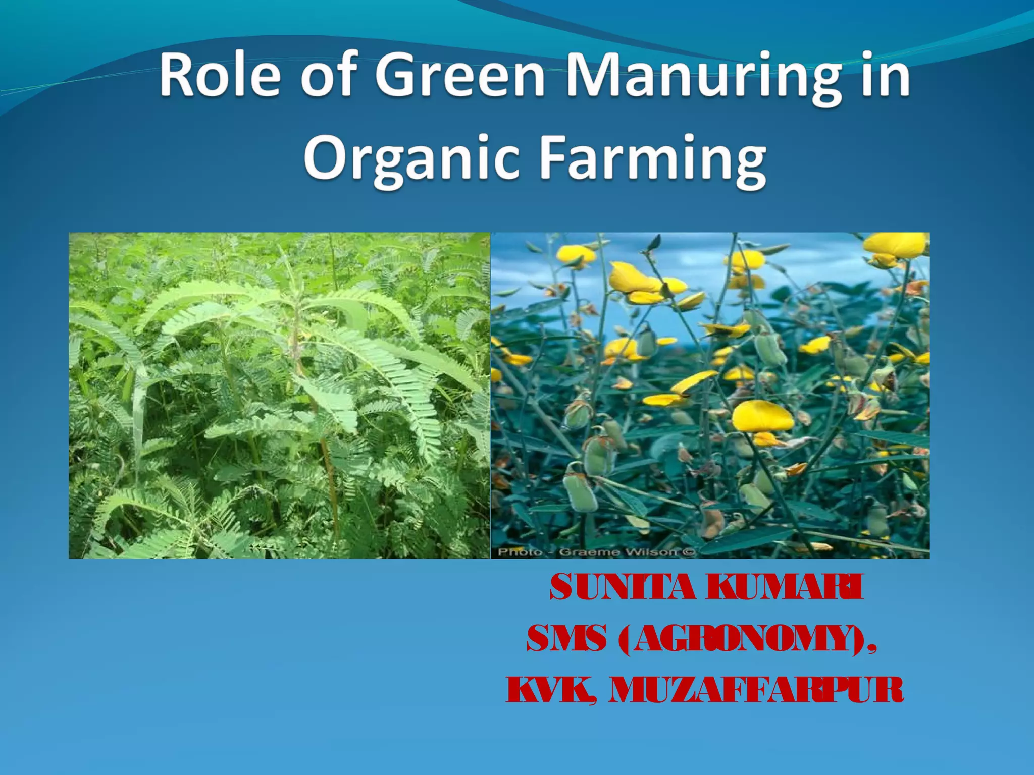 Green Menuring Role of green manure in organic farming | PPT