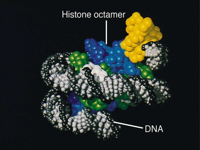 Role of Histone in DNA packaging | PPTX
