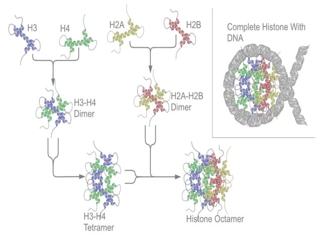 Role of Histone in DNA packaging | PPTX