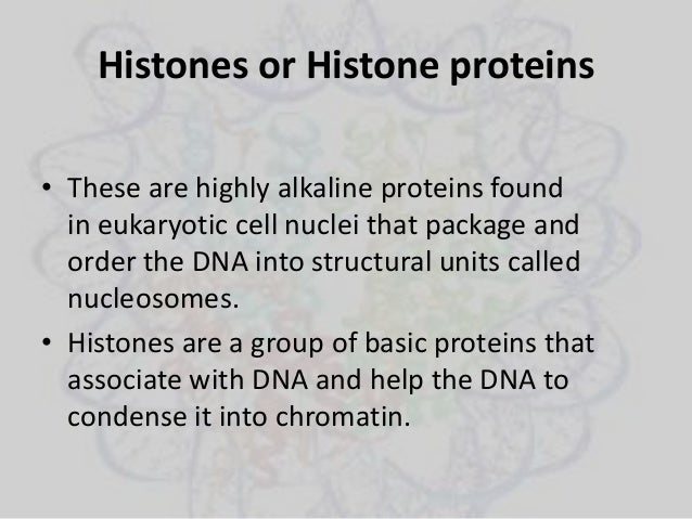 role of histone in dna packaging