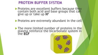 Protein Buffer Example ROLE OF HOMEOSTASIS IN CLINICAL CHEMISTRY.pptx