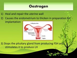 Role of hormones in the menstrual cycle | PPTX