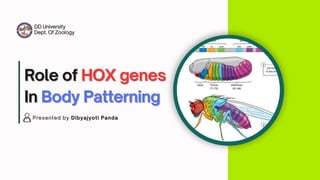 Role of Hox genes in Body patterning | PDF