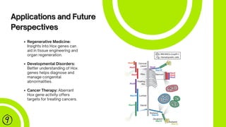 Role of Hox genes in Body patterning | PDF