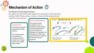 Role of Hox genes in Body patterning | PDF