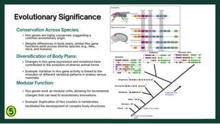 Role of Hox genes in Body patterning | PDF