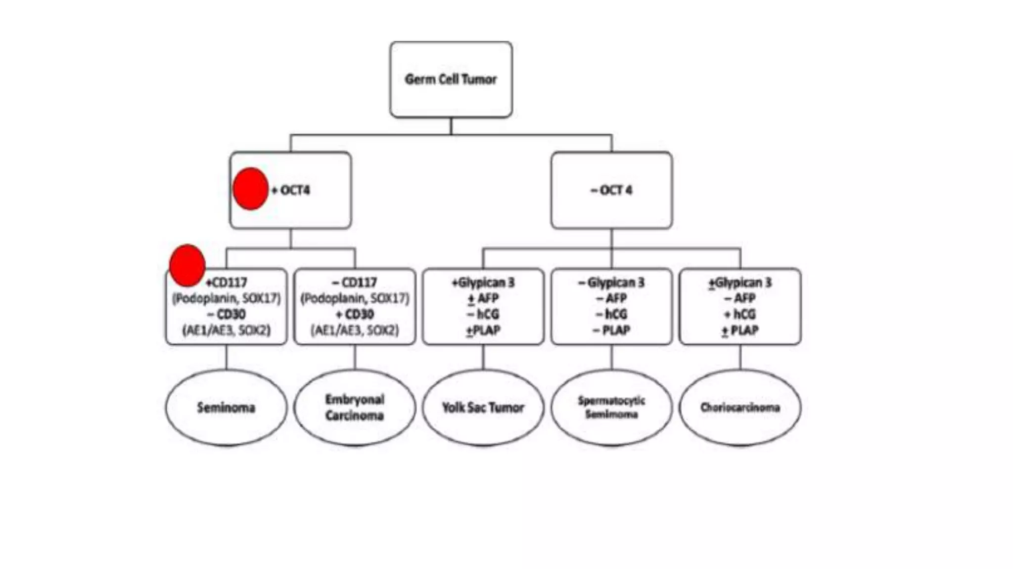 Role of ihc in testicular tumors | PPTX