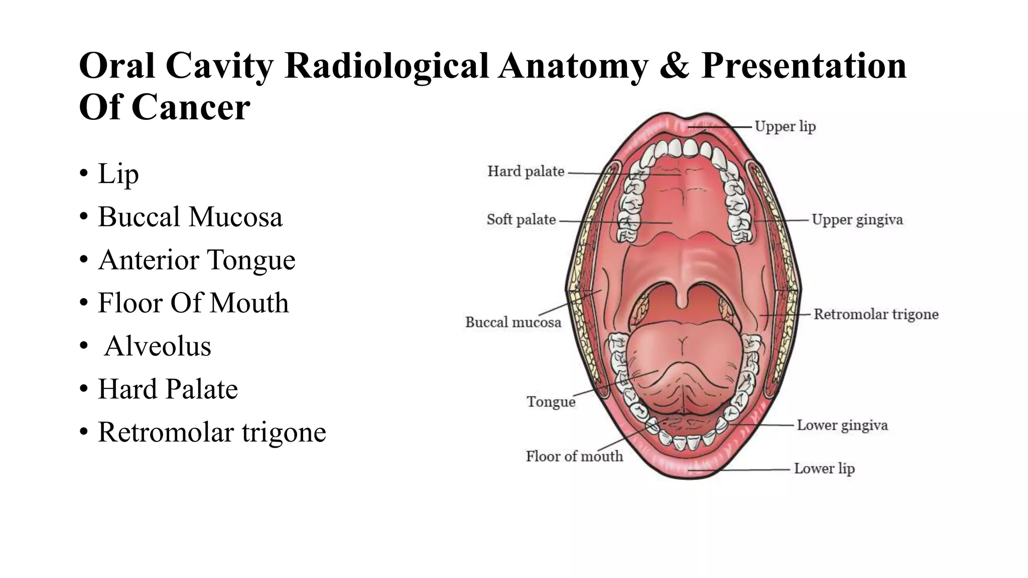 Oral Cavity Radiological Anatomy & Presentation
Of Cancer
• Lip
• Buccal Mucosa
• Anterior Tongue
• Floor Of Mouth
• Alveolus
• Hard Palate
• Retromolar trigone
 