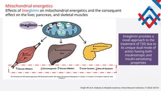 Role of Imeglimin in Mitochondrial Dysfunction and T2DM.pptx