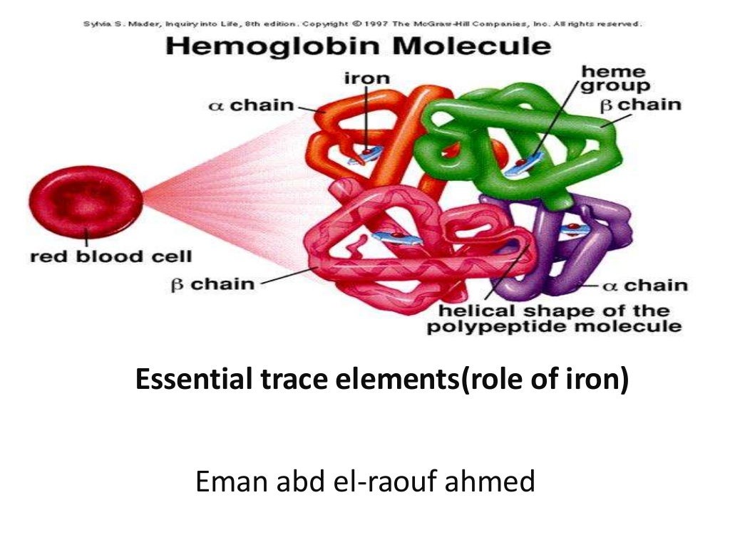 Role of iron in the human body