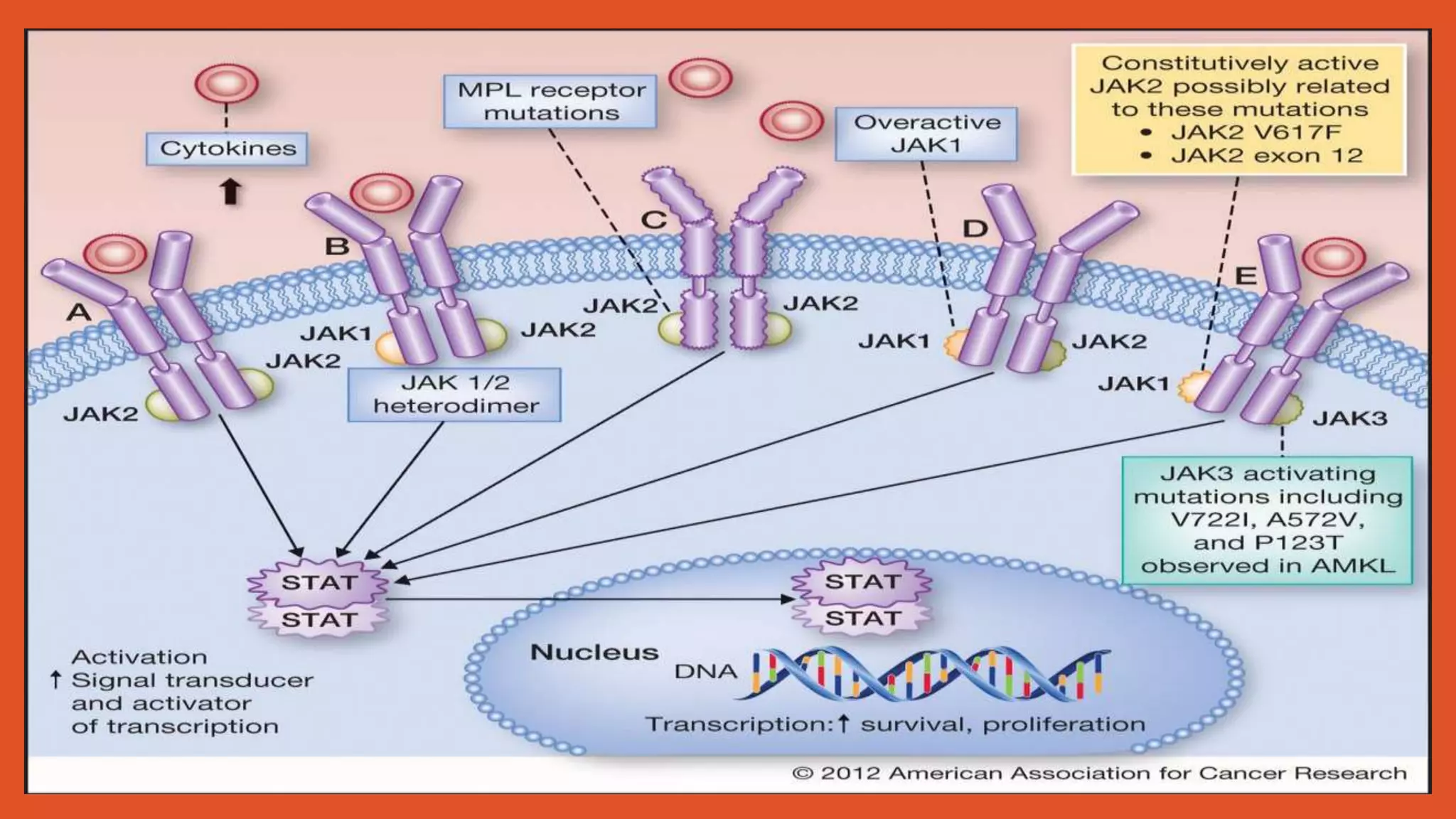 Role of jak stat pathway in cancer signalling | PPTX