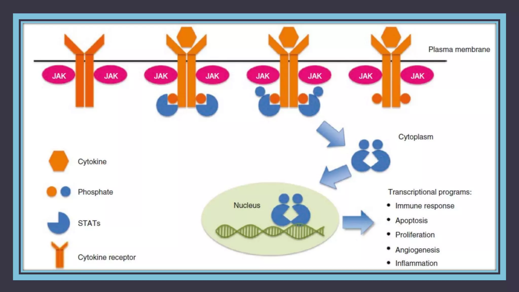 Role of jak stat pathway in cancer signalling | PPTX