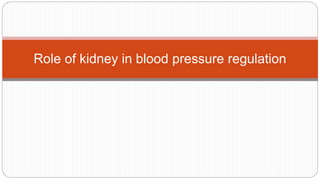 Role of kidney in blood pressure regulation
 