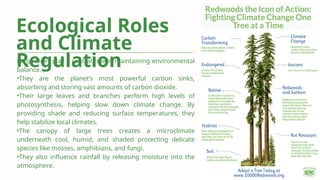 Role of Large Trees in Maintaining Terrestrial Ecosystem Functions and ...