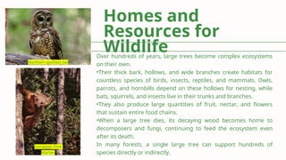 Role of Large Trees in Maintaining Terrestrial Ecosystem Functions and ...
