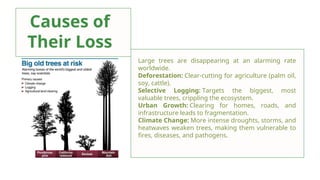 Role of Large Trees in Maintaining Terrestrial Ecosystem Functions and ...