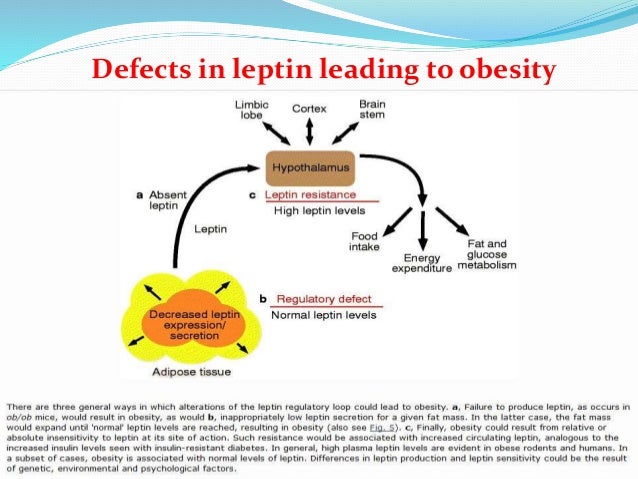 Role of Leptin in Obesity Role of Leptin in Obesity