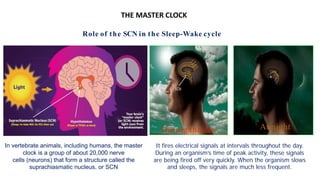 Role of melatonin | PDF