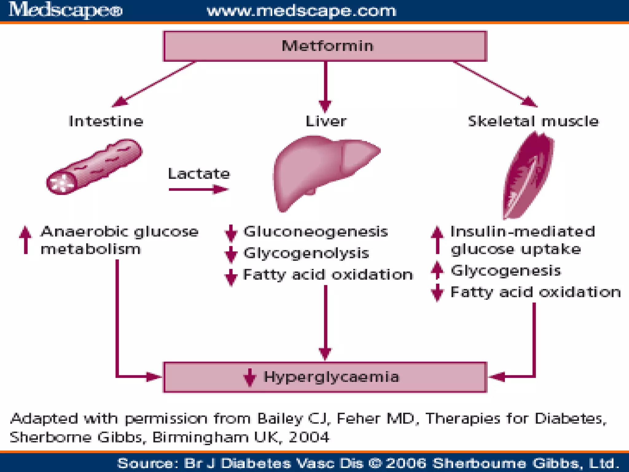 Role of metformin in dm2 & glibenclamide combination | PPTX