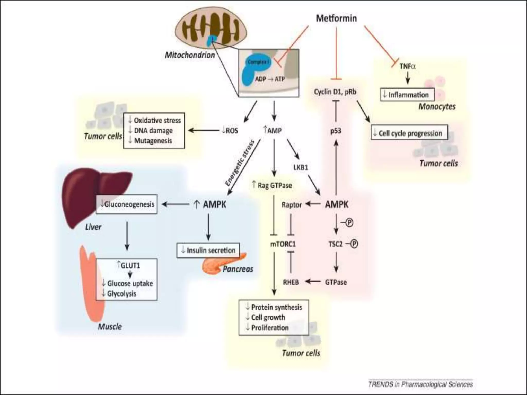 Role of metformin in dm2 & glibenclamide combination | PPTX