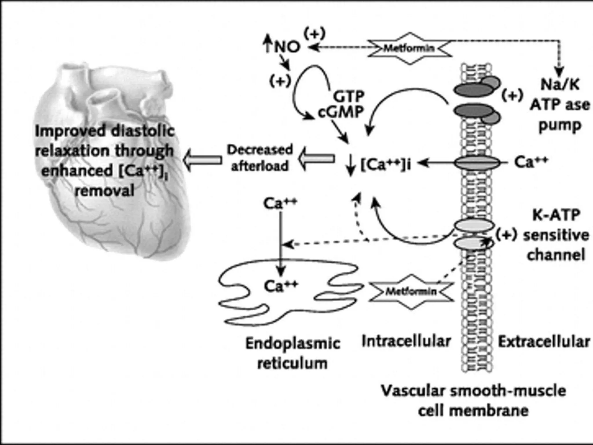 Role of metformin in dm2 & glibenclamide combination | PPTX