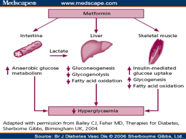 How Does Metformin Work