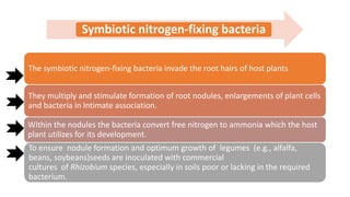 Role of microbes in nitrogen fixation | PPTX