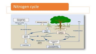 Role of microbes in nitrogen fixation | PPTX