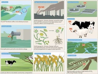 Role of microorganisms in climate change | PPTX