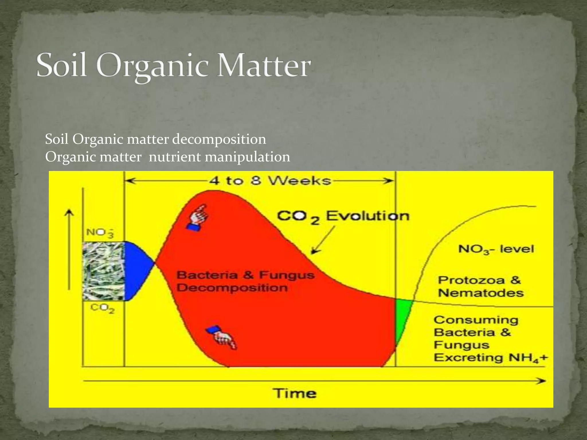 Role of microorganisms in soil fertility | PPTX