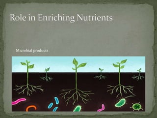 Role of microorganisms in soil fertility | PPTX