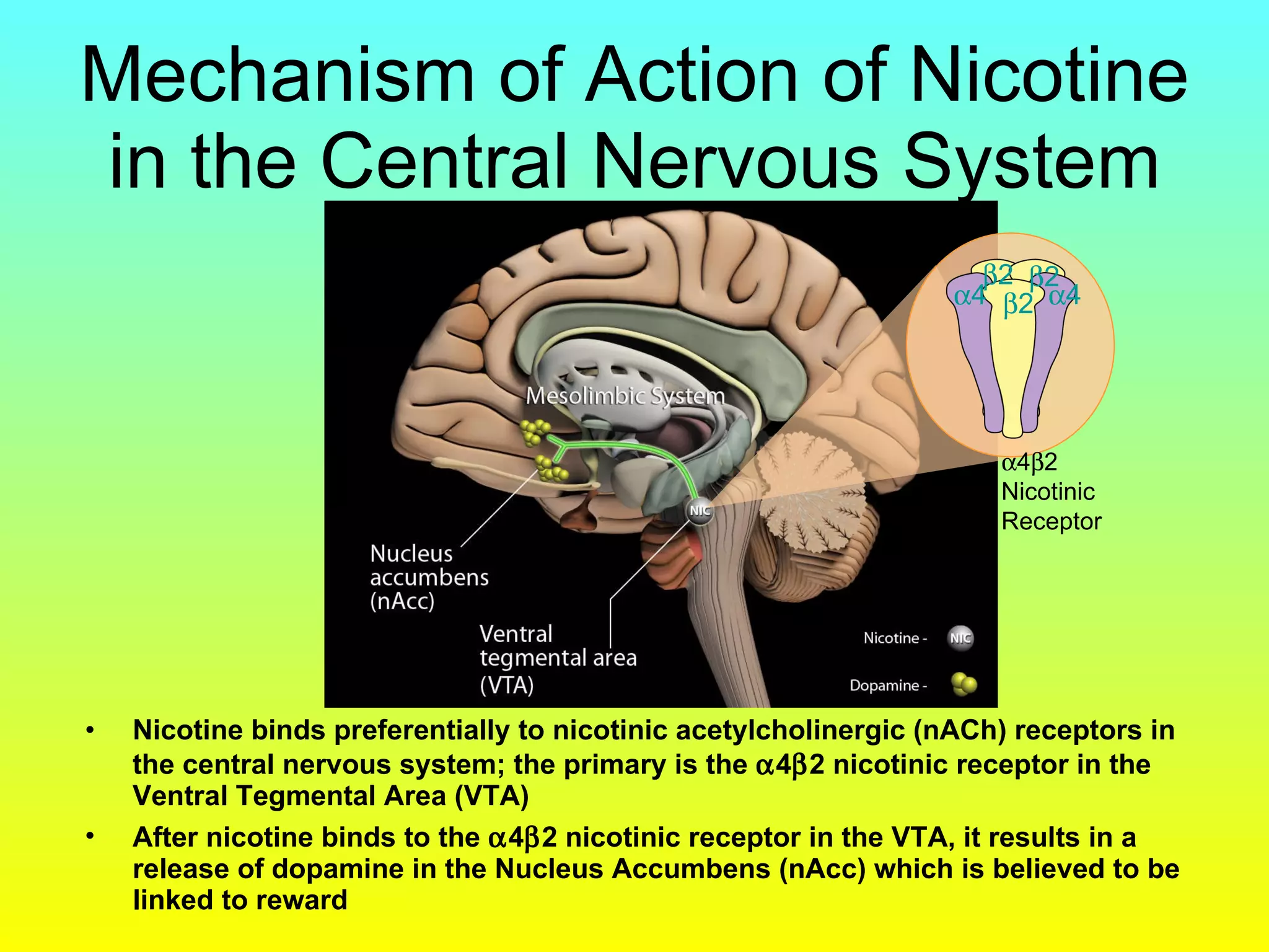 Mechanism of Action of Nicotine in the Central Nervous System Nicotine binds preferentially to nicotinic acetylcholinergic (nACh) receptors in the central nervous system; the primary is the   4  2 nicotinic receptor in the Ventral Tegmental Area (VTA) After nicotine binds to the   4  2 nicotinic receptor in the VTA, it results in a release of dopamine in the Nucleus Accumbens (nAcc) which is believed to be linked to reward  4  2  2  2  4  4  2 Nicotinic Receptor 