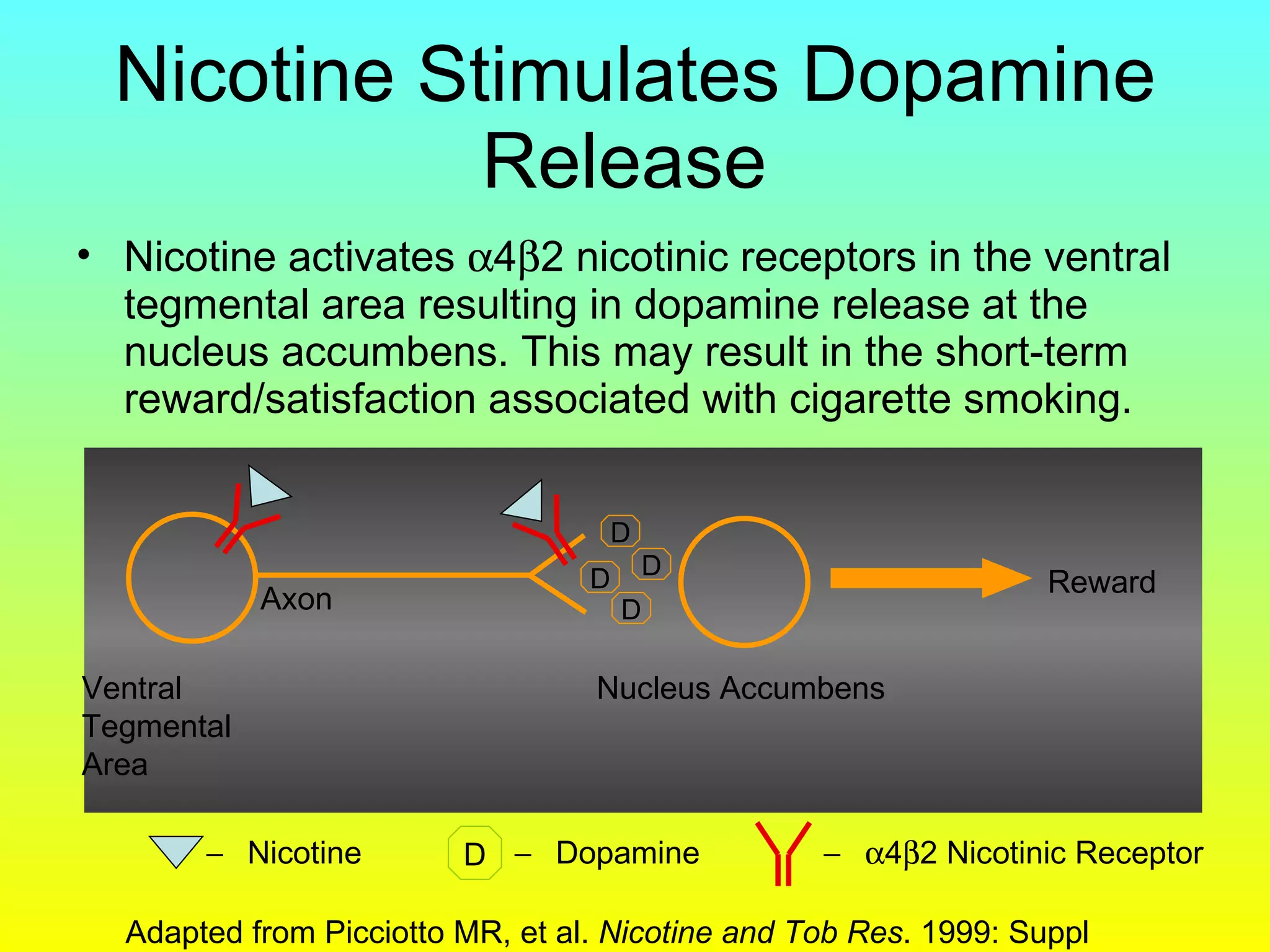 Nicotine Stimulates Dopamine Release  Nicotine activates   4  2 nicotinic receptors in the ventral tegmental area resulting in dopamine release at the nucleus accumbens. This may result in the short-term reward/satisfaction associated with cigarette smoking. D Ventral Tegmental Area Nucleus Accumbens Adapted from Picciotto MR, et al.  Nicotine and Tob Res . 1999: Suppl 2:S121-S125. D  4  2 Nicotinic Receptor  Nicotine  Dopamine Reward D D D Axon 