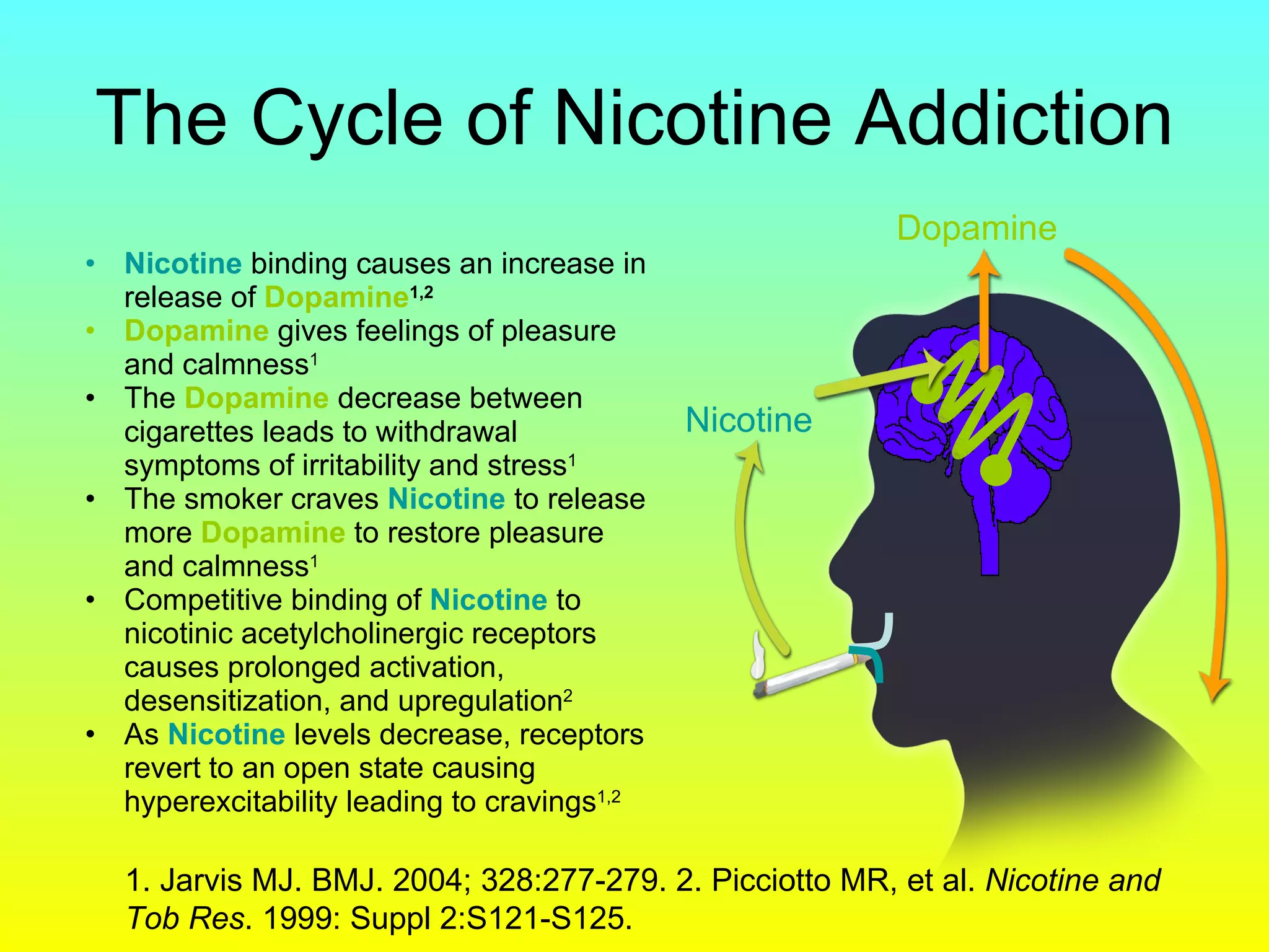 The Cycle of Nicotine Addiction Nicotine  binding causes an increase in release of  Dopamine 1,2 Dopamine   gives feelings of pleasure and calmness 1 The  Dopamine  decrease between cigarettes leads to withdrawal symptoms of irritability and stress 1 The smoker craves  Nicotine  to release more  Dopamine  to restore pleasure and calmness 1 Competitive binding of   Nicotine   to nicotinic acetylcholinergic receptors causes prolonged activation, desensitization, and upregulation 2 As  Nicotine  levels decrease, receptors revert to an open state causing hyperexcitability leading to cravings 1,2 1. Jarvis MJ. BMJ. 2004; 328:277-279. 2. Picciotto MR, et al.  Nicotine and Tob Res . 1999: Suppl 2:S121-S125. Dopamine Nicotine 