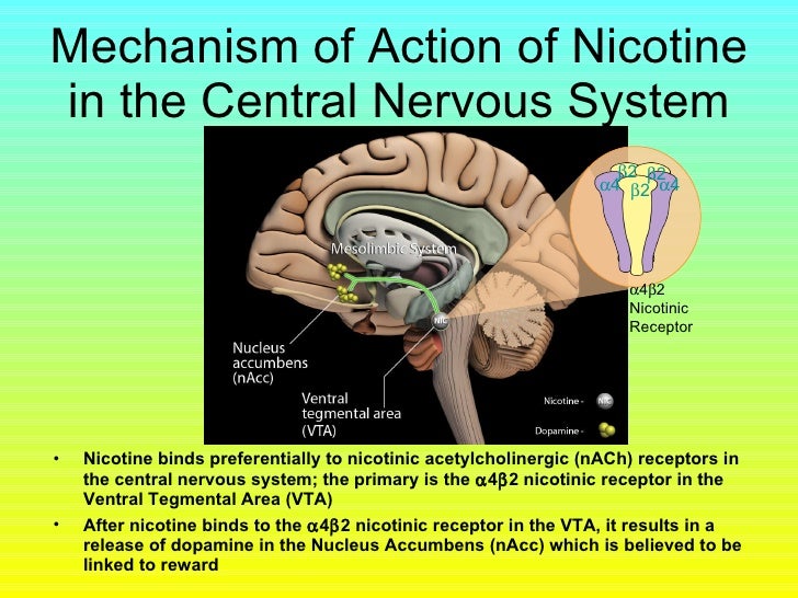Symposium Overview Mechanism Of Action Of Nicotine On