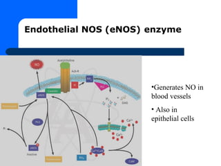 Role of nitric oxide in body | PPT