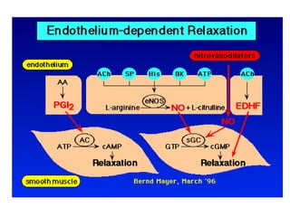 Role of nitric oxide in body | PPT